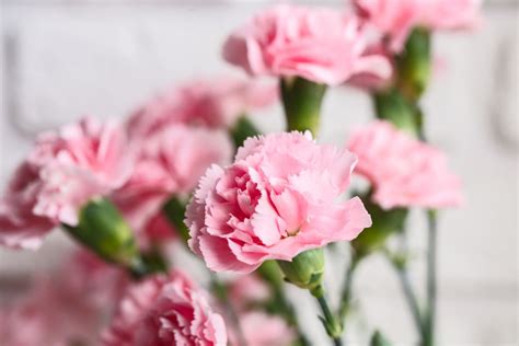 Uses Of Carnation Flower | Best Flower Site