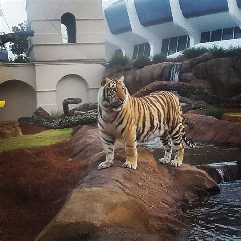 The LSU mascot, Mike the Tiger : r/AbsoluteUnits