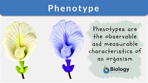 Phenotype Definition and Examples - Biology Online Dictionary