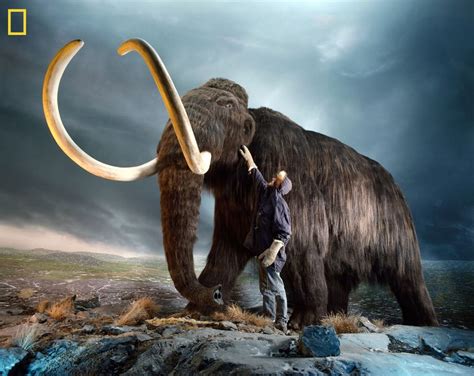 Woolly Mammoth DNA Inserted into Elephant Cells | Live Science