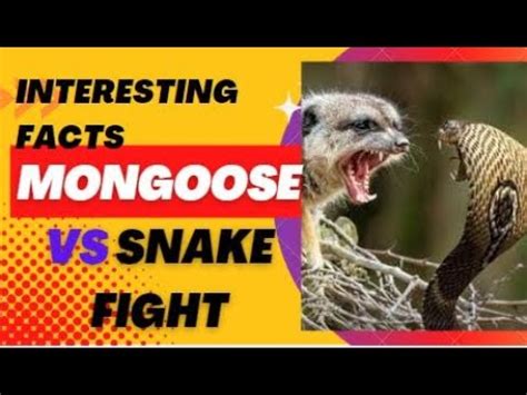 MONGOOSE VS SNAKE FIGHTS / INTERESTING FACTS MONGOOSE - YouTube