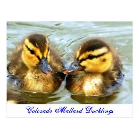 Mallard Ducklings Postcard | Zazzle