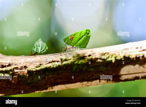 Ants are carrying on leaves Stock Photo - Alamy