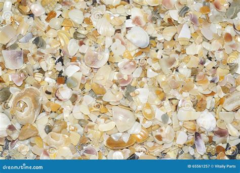 Seashell texture stock image. Image of seashell, pattern - 65561257