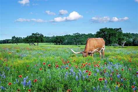 Longhorn In Bluebonnets Photograph by Johnny Boyd - Pixels