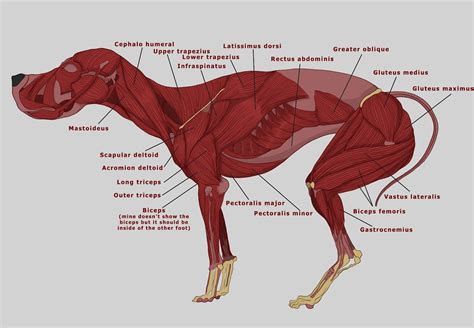 chihuahua muscles - Google Search