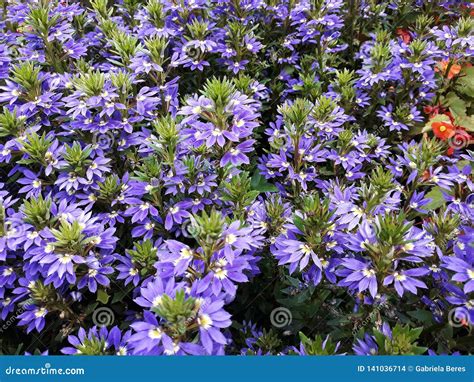 Beautiful Flowers of Scaevola Aemula in the Park. Stock Photo - Image ...