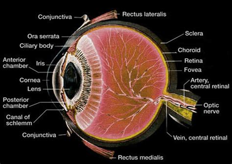 Histology-World! Histology Fact Sheet-Eye