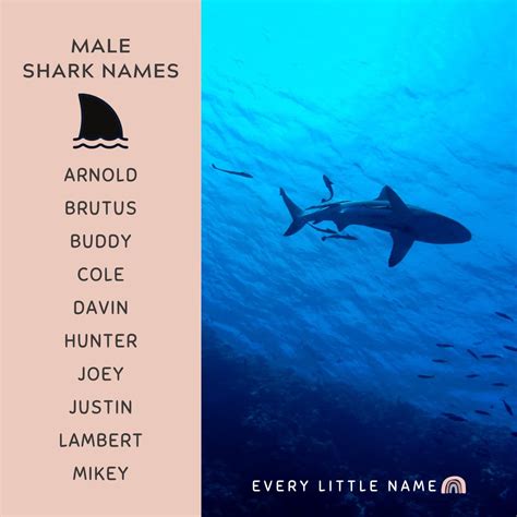 320+ Best Shark Names (Cool, Funny, and Adorable) - Every Little Name