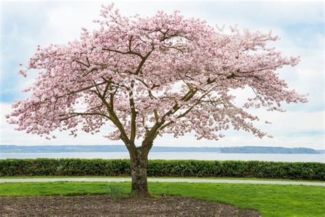 Real Cherry Blossom Tree