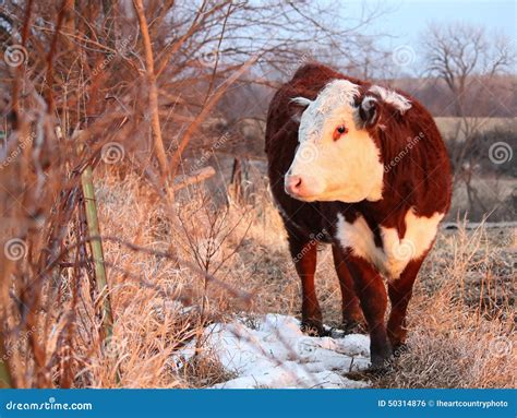 Polled Hereford Heifer stock photo. Image of farm, portrait - 50314876