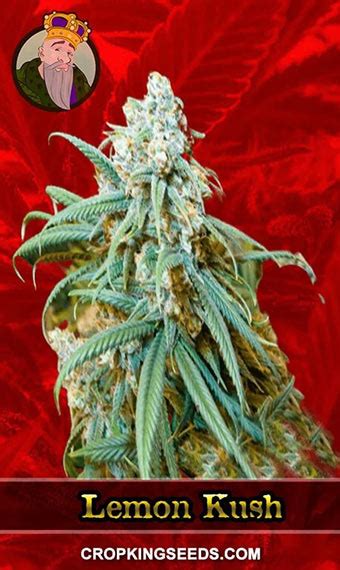 Buy Lemon Kush Feminized Marijuana Seeds | Crop King Seeds