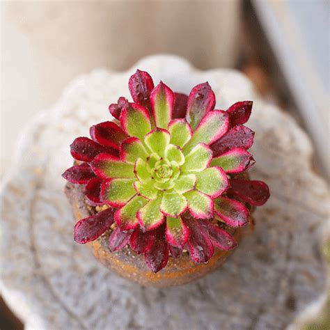 Top 29 Aeonium Types | Best Aeonium Varieties