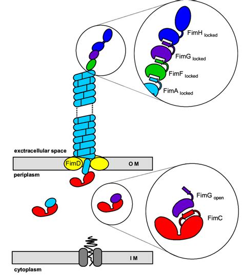 Schematic illustration of a type 1 pilus. Pilus subunits enter the ...