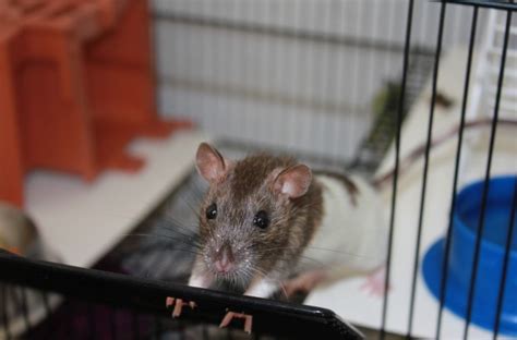 The 10 Best Rat Cages: Reviews & Guide 2022 - My Life Pets