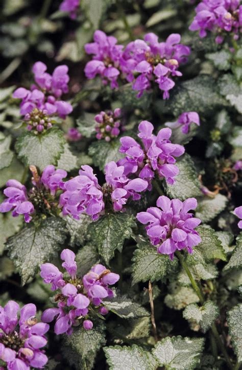 Lamium maculatum 'Orchid Frost' | Dead Nettle | Kings Garden Center