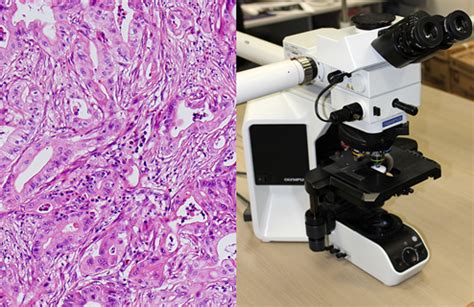 Division of Molecular Pathology | National Cancer Center Research Institute