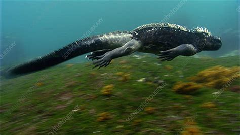 Marine iguana swimming, Galapagos - Stock Video Clip - K003/3872 - Science Photo Library