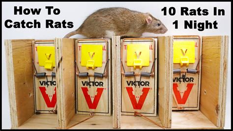 The Best Way To Trap Rats. The Ultimate Rat Trapping System. Mousetrap ...