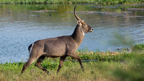 Malawi Wildlife | 182 sightings of species across Malawi | Expert Africa