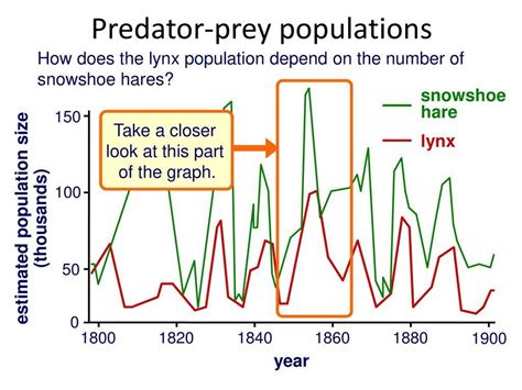 Predator Prey Graph Worksheet