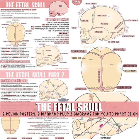 Fetal Skull Labeled | ubicaciondepersonas.cdmx.gob.mx