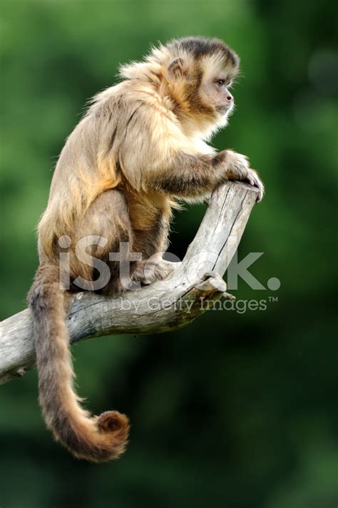 Capuchin Monkey Stock Photo | Royalty-Free | FreeImages