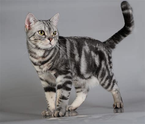 Marquis. American shorthair cat by Elizabeth E. | American shorthair cat, American shorthair ...