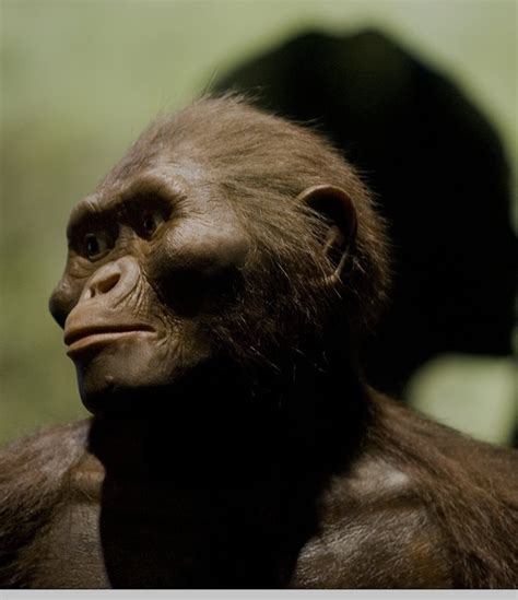 Lucy’s Cause of Death Shows How Little We’ve Actually Evolved