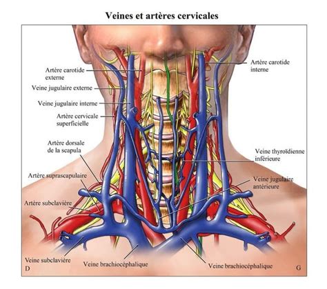 artères,carotides,veine,jugulaire,thyroïde,colonne,vertébrale | Carotid ...