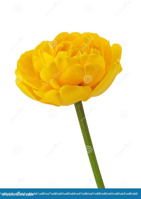 Yellow Daffodils and Tulips with Green Leaves Isolated on a White Stock Image - Image of fresh ...