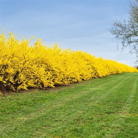 Weeping Forsythia Plant forsythia Suspensa Seeds - Etsy Australia