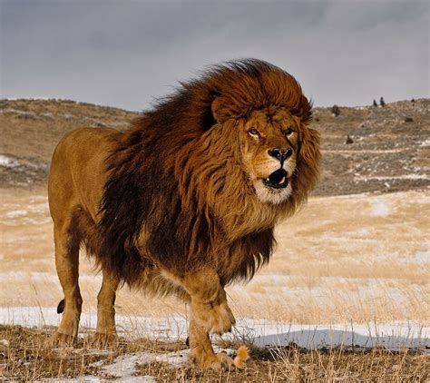 Barbary Lion by Christopher R. Gray / 500px | Majestic animals, Animals ...