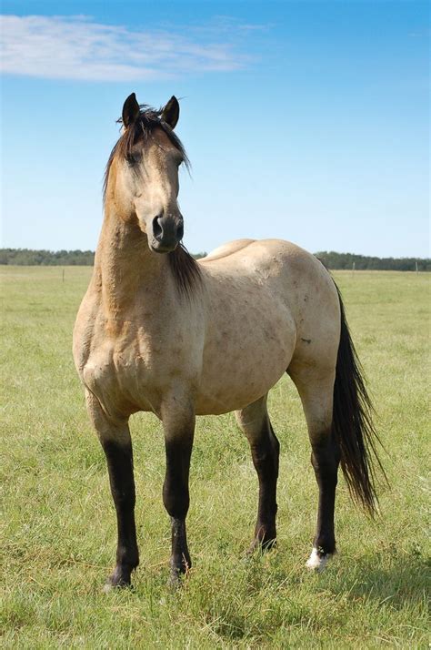 213 best Buckskin Horses images on Pinterest | Beautiful horses, Buckskin horses and Wild horses