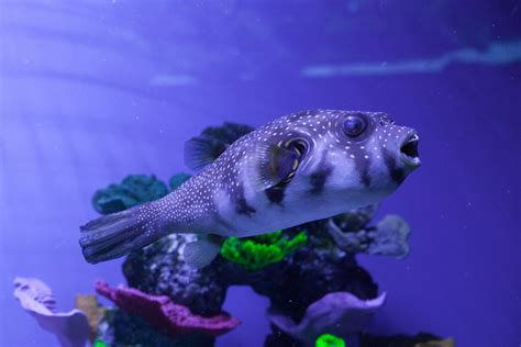 Puffers - Maryland Aquarium Design, Installation, and Maintenance