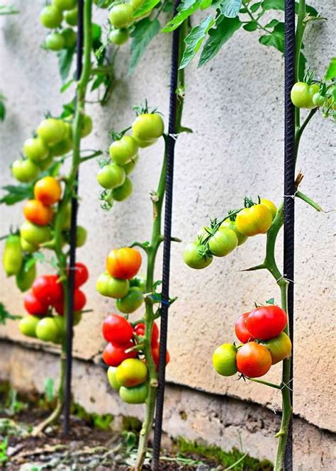 5 space-saving vegetables that can be trained to grow vertically