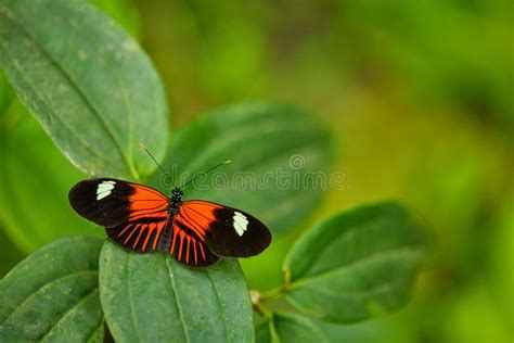 Heliconius Melpomene, the Postman Butterfly from Costa Rica.sitting on the Green Leave in the ...