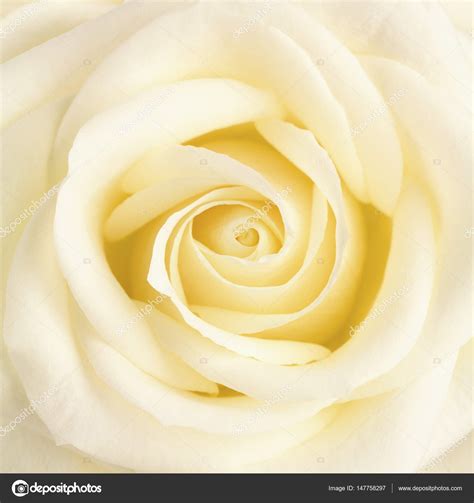 Pastel yellow rose flower close up — Stock Photo © Meisterphotos #147758297