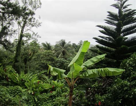 St. Lucia Rainforest Rainforest, Plant Leaves, Explore, World, Plants, The World, Plant, Planets ...