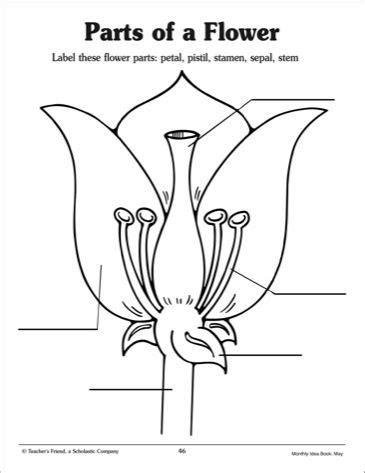 Parts Of A Flower Worksheet Parts of a Flower: Labeling Practice Page ...