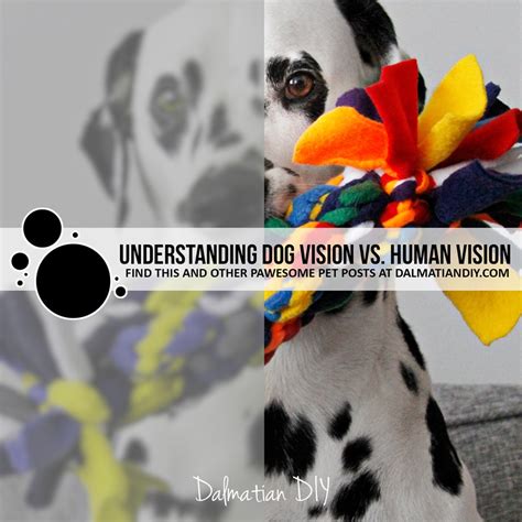 Whats A Dogs Vision Like