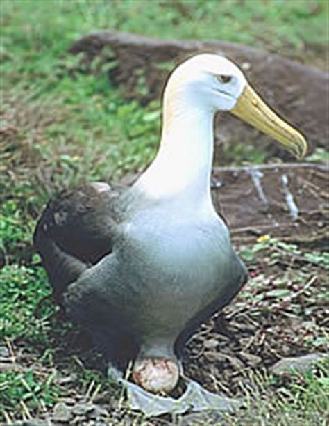 Galapagos Waved Albatross - Facts & Habitat Information