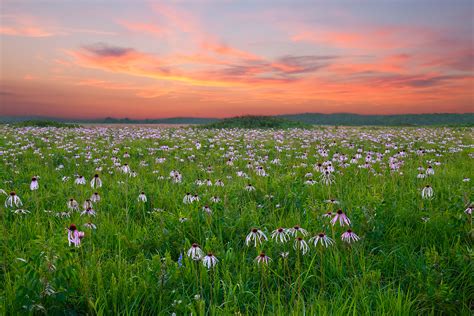 Pale Purple Coneflower I | ©2010 William Dark; H.E. Flanagan Prairie Natural Area, Arkansas ...