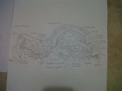 Spider Anatomy Finished by ansigari on DeviantArt