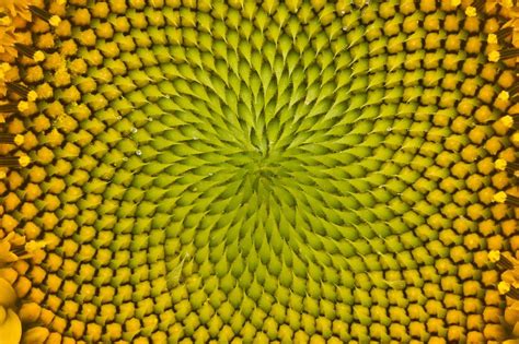 21 Unbelievable Photos Of Symmetry In Nature | Symmetry photography ...