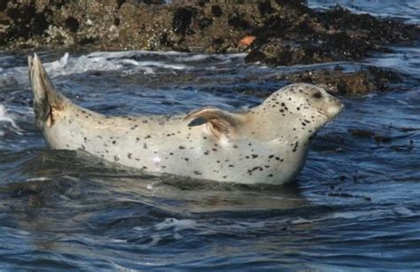 Pacific Harbor Seals — Noyo Center for Marine Science