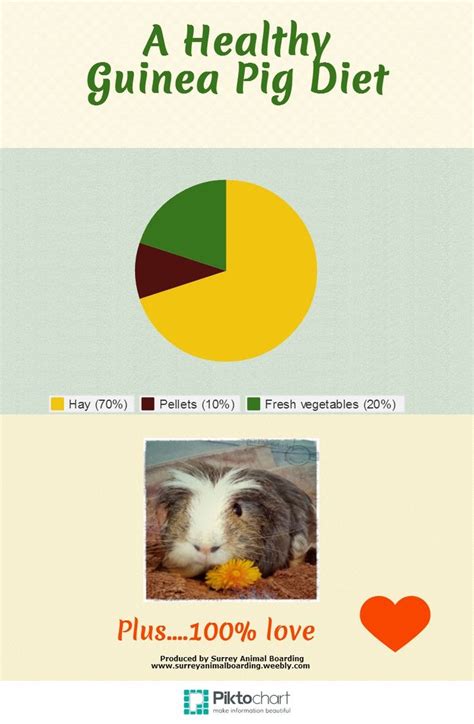 Guinea Pigs Diet Chart