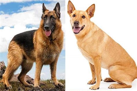 Carolina Dog German Shepherd Mix: What to Know Before Buying