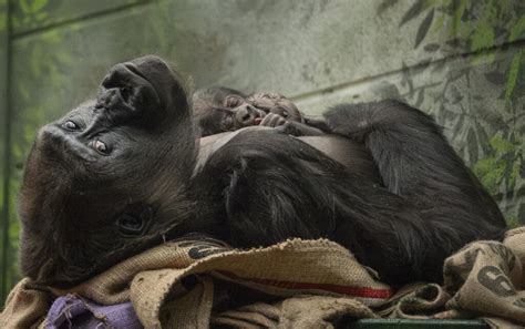 Critically endangered gorilla born at London Zoo | London Zoo