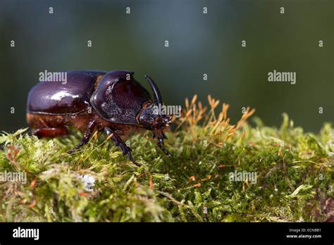 European rhinoceros beetle, Rhinoceros beetle, male, Nashornkäfer, Männchen, Nashorn-Käfer ...